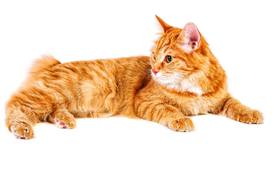 Red bobtail Cat