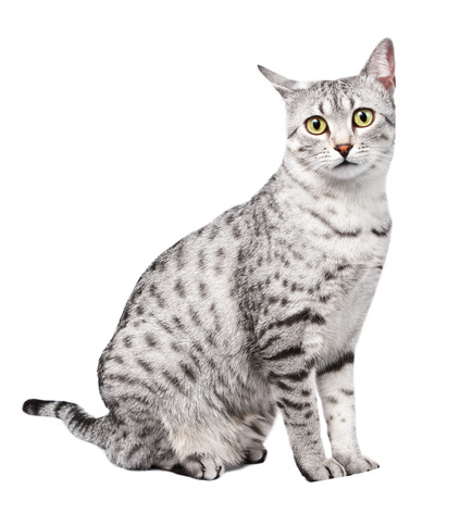 Cute Egyptian Mau with Yellow Eyes