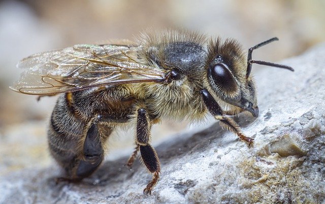 The Western Honey Bee